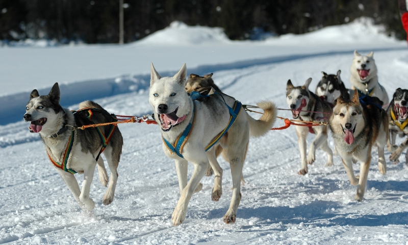 Dog Sled Sledding