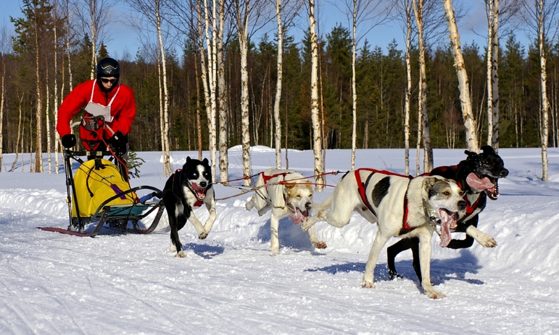 Dog Sled Sledding