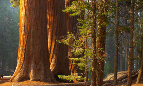 Sequoia National Park